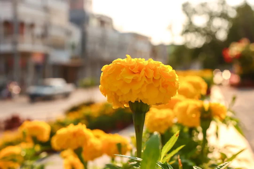 微信圖片_20200326094219 微信圖片_20200326094219